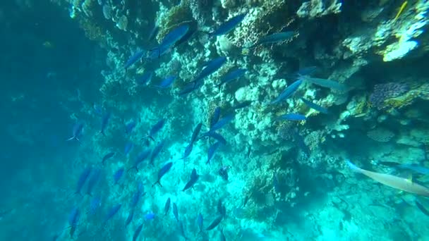 School of Yellowfin goatfish Mulloides vanicolensis — Stock Video