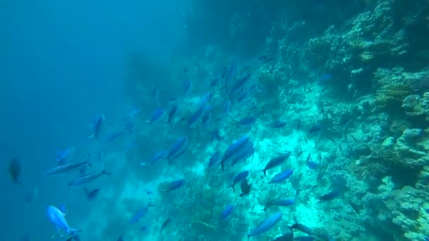 Sárgaúszójú iskolai goatfish Mulloides vanicolensis — Stock videók