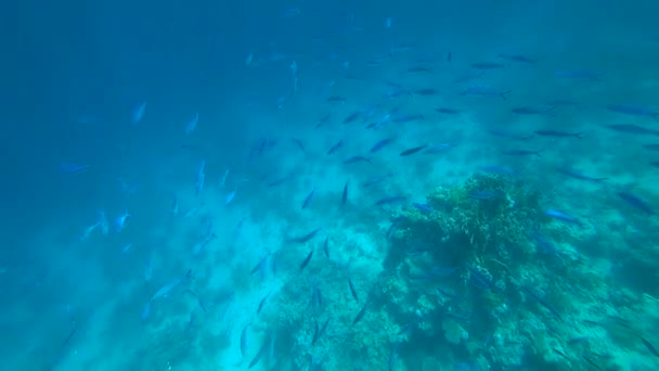 Scuola Pesce Capra Pinna Gialla Mulloides Vanicolensis — Video Stock