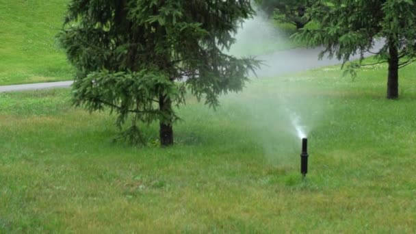Tuin irrigatie. Automatische sprinkler systeem voor planten en gazon besproeiing. — Stockvideo