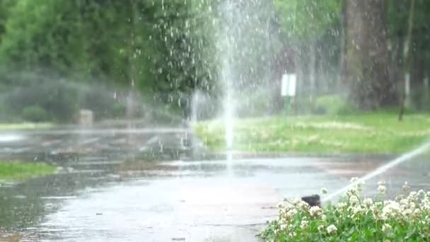 Tuin irrigatie. Automatische sprinkler systeem voor planten en gazon besproeiing. — Stockvideo