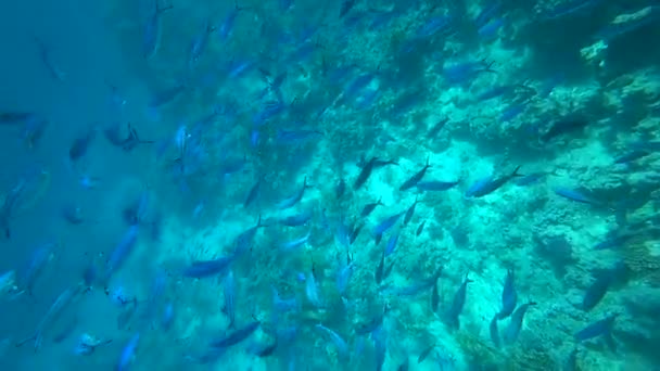 Skolan av gulfenad mullusfisk Mulloides vanicolensis — Stockvideo
