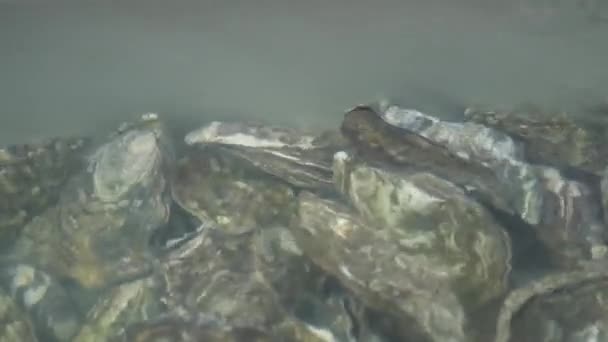 Oester Water Groep Van Verschillende Verse Oesters Helder Water Oesters — Stockvideo