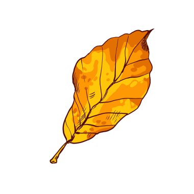 Yoğun taç ile yüksek-kayın ahşap güzel geniş yaprak.