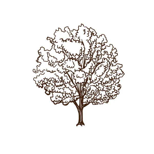 Kastanje boom met bladeren, zomer motieven van planten, natuur, milieu. — Stockvector