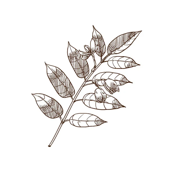 잎의 많은 zestrel의 현대 열 대 식물. — 스톡 벡터