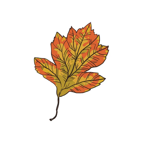 Beautiful leaf of hawthorn, with medicinal properties, an artisanal plant. — Stock Vector