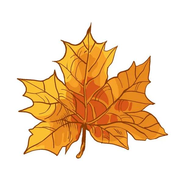 Hermosa hoja de arce, plantas arbustivas, símbolo del otoño, una cultura . — Vector de stock