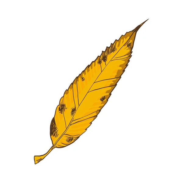 Feuilles d'automne. Belle feuille mince de grand saule . — Image vectorielle