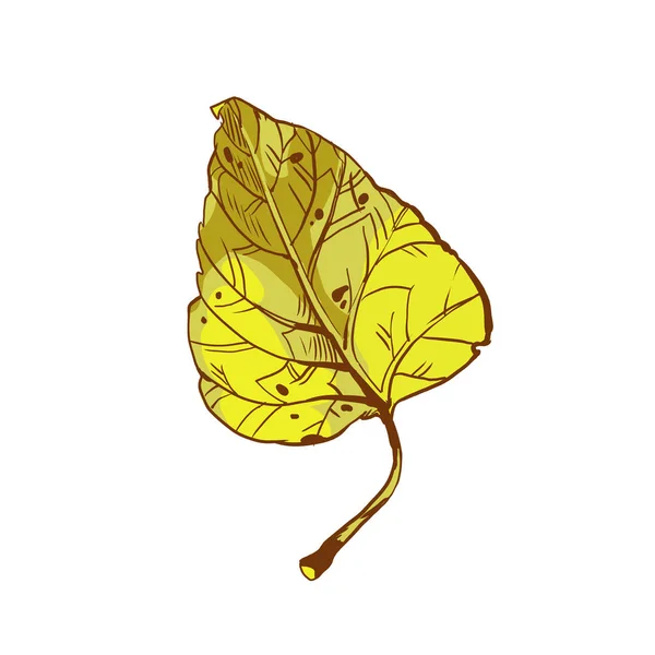Vackra blad från trädet poppel. Stora lummiga träd med blad. — Stock vektor