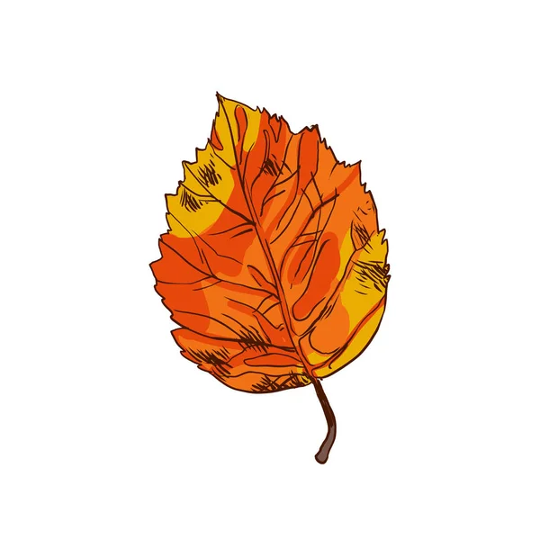 Belle feuille d'aulne. Arbre à feuilles caduques avec petites feuilles . — Image vectorielle