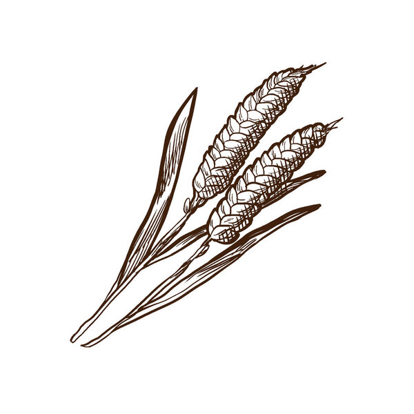 Осенние и осенние мотивы. Свежая пшеница, с зерном
.