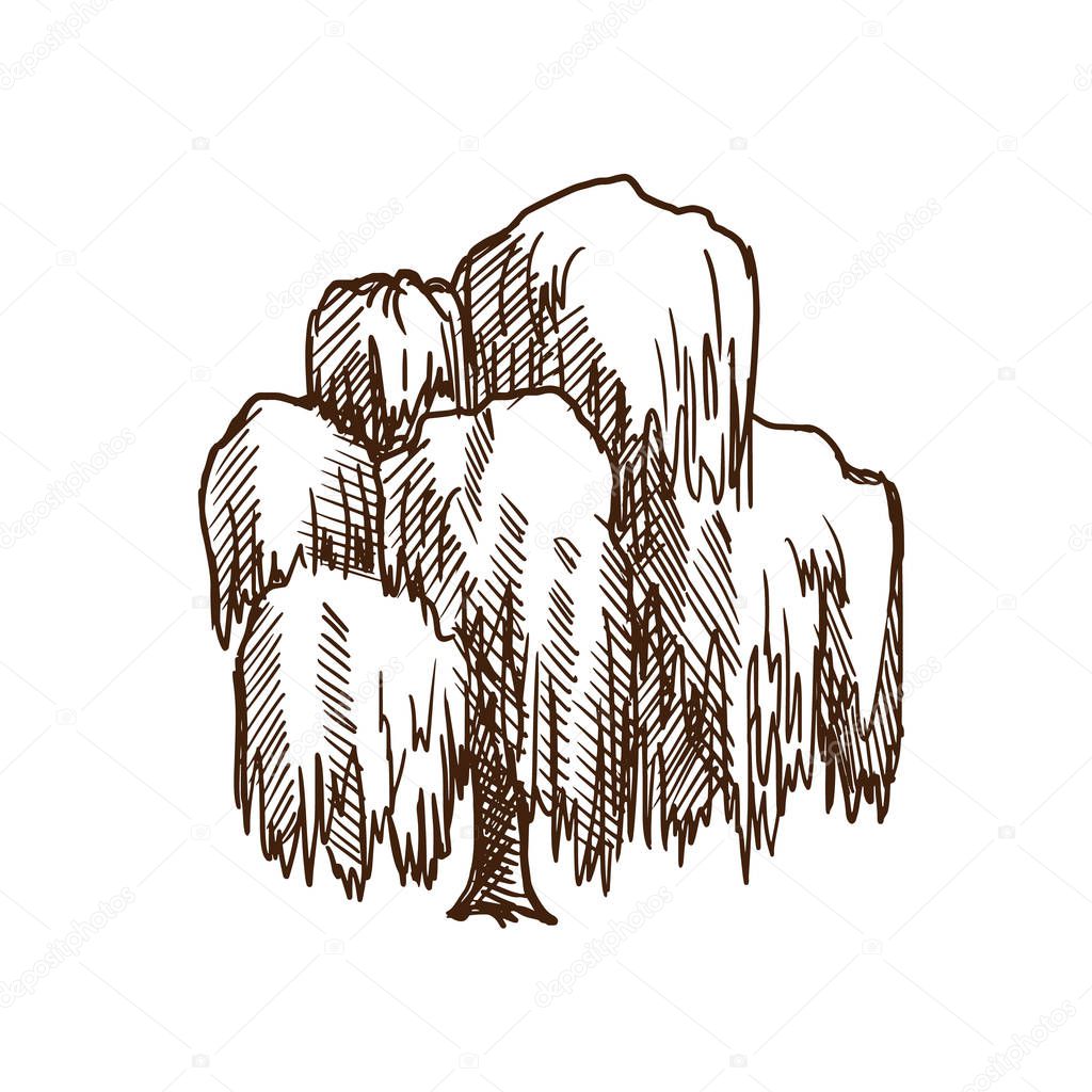 Weeping willow tree with leaves, summer motifs of nature, plants.