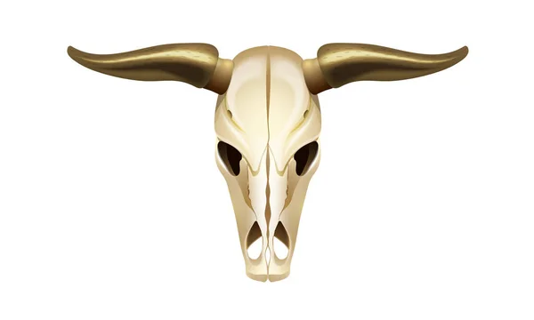 Lebka hlavy kráva, pohled zepředu. Koncepce z divokého západu. — Stockový vektor