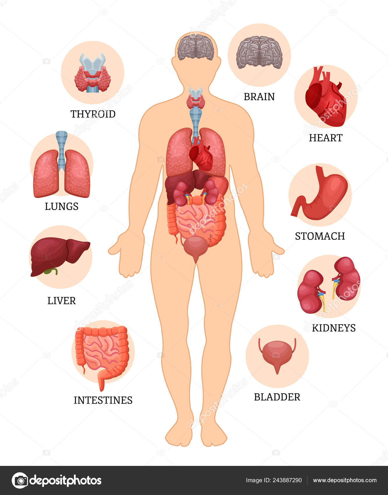 Visual Scheme Of The Structure Of Man And Human Organs Vector Image By C Ideyweb Vector Stock 243887290