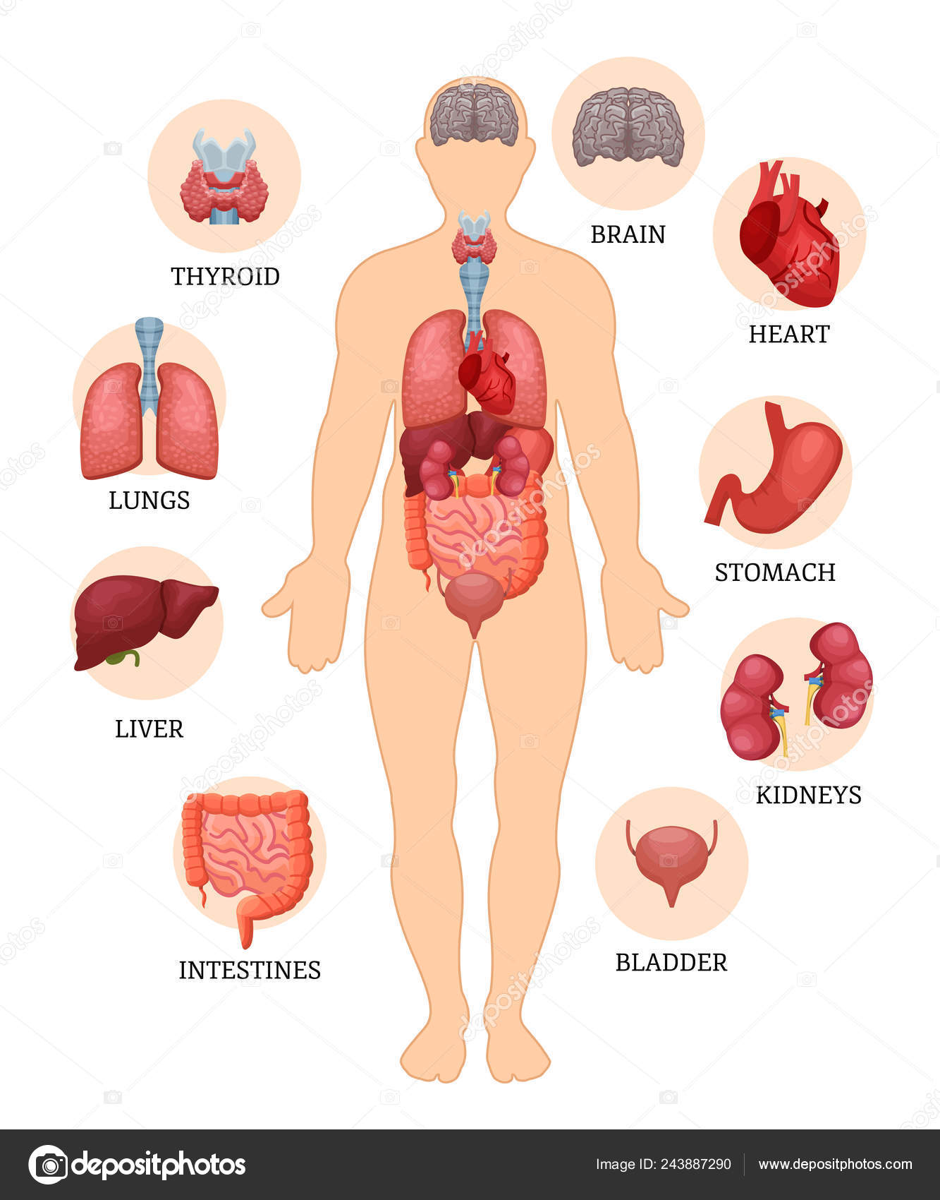 Infographie Des Organes Internes De La Femme. Anatomie Du Corps Humain,  Poumons, Reins, Cœur, Cerveau, Foie