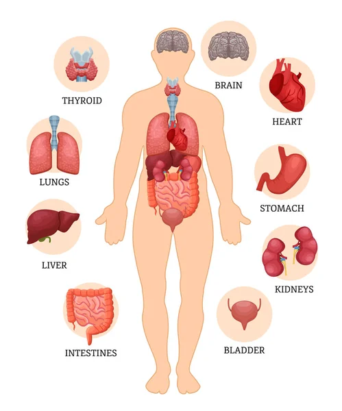 Esquema visual de la estructura del hombre y los órganos humanos . — Archivo Imágenes Vectoriales