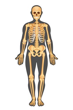 İskelet sunulan insan vücudunun anatomik yapısı