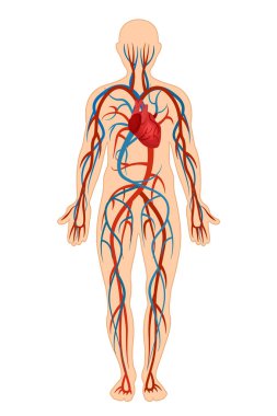 İnsan vücudu, dolaşım sistemi, damar, damar anatomik yapısı.