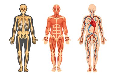 Structure of human, skeleton, muscular system, system of blood vessels. clipart