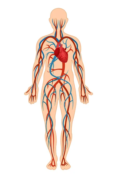 Estructura anatómica del cuerpo humano, sistema circulatorio, arterias, venas . — Vector de stock