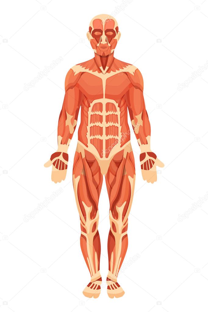 Estructura anatómica del cuerpo humano, músculos, tendones 
