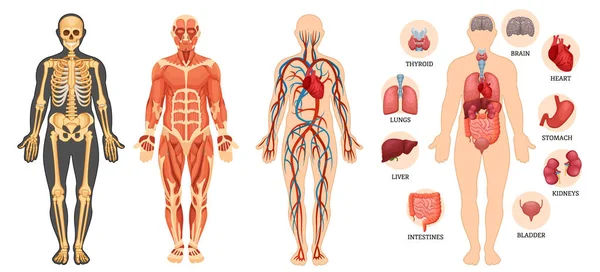 Struttura del corpo umano, scheletro, sistema muscolare, vasi sanguigni, organi . — Vettoriale Stock