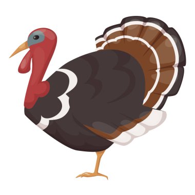 Sevimli, evcil hayvan, kuş hindisi. Hindi cinsinden tavuk kuşu.