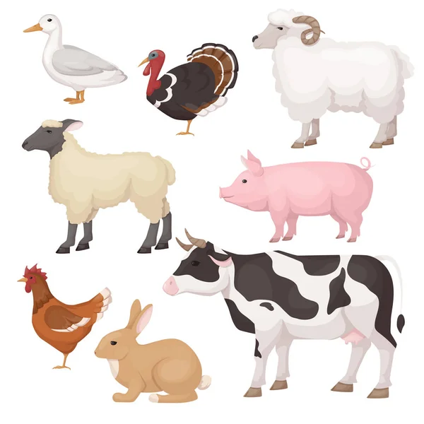Cute, funny pets. Large, medium animals. Agricultural meat farmers market. — Stock Vector