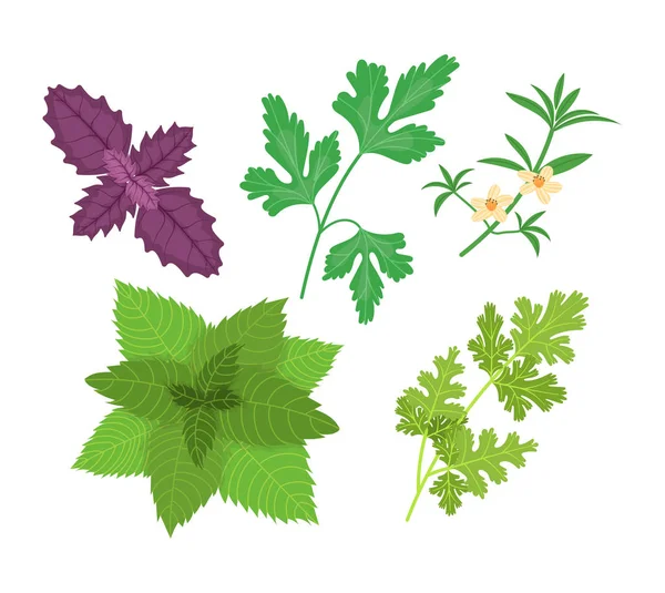 Une végétation naturelle saine et respectueuse de l'environnement. Basilic, persil, sarriette, menthe, coriandre . — Image vectorielle