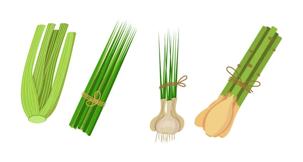 Healthy, environmentally friendly natural vegetation. Celery, lemongrass, chives, garlic. — Stock Vector