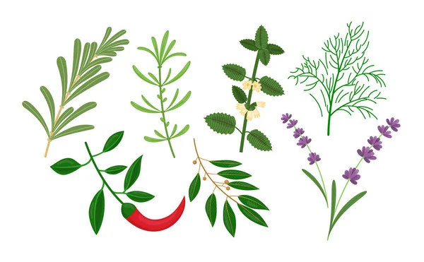 Herbes culinaires : romarin, piment, estragon, laurier, mélisse, lavande, aneth . — Image vectorielle