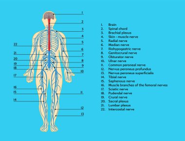 İnsan sinir sisteminin anatomik yapısının infografik şeması.