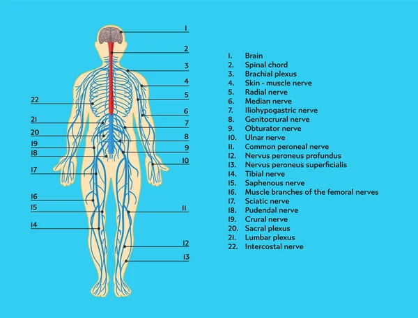 İnsan sinir sisteminin anatomik yapısının infografik şeması. — Stok Vektör