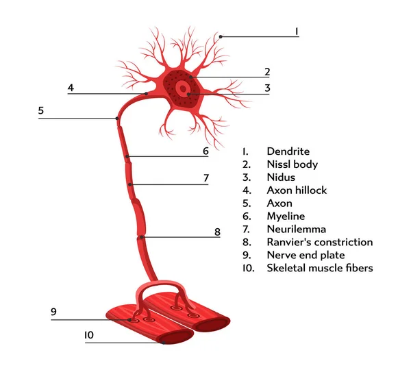 人間の解剖学からの神経接続の構造のインフォグラフィックスキーム. — ストックベクタ