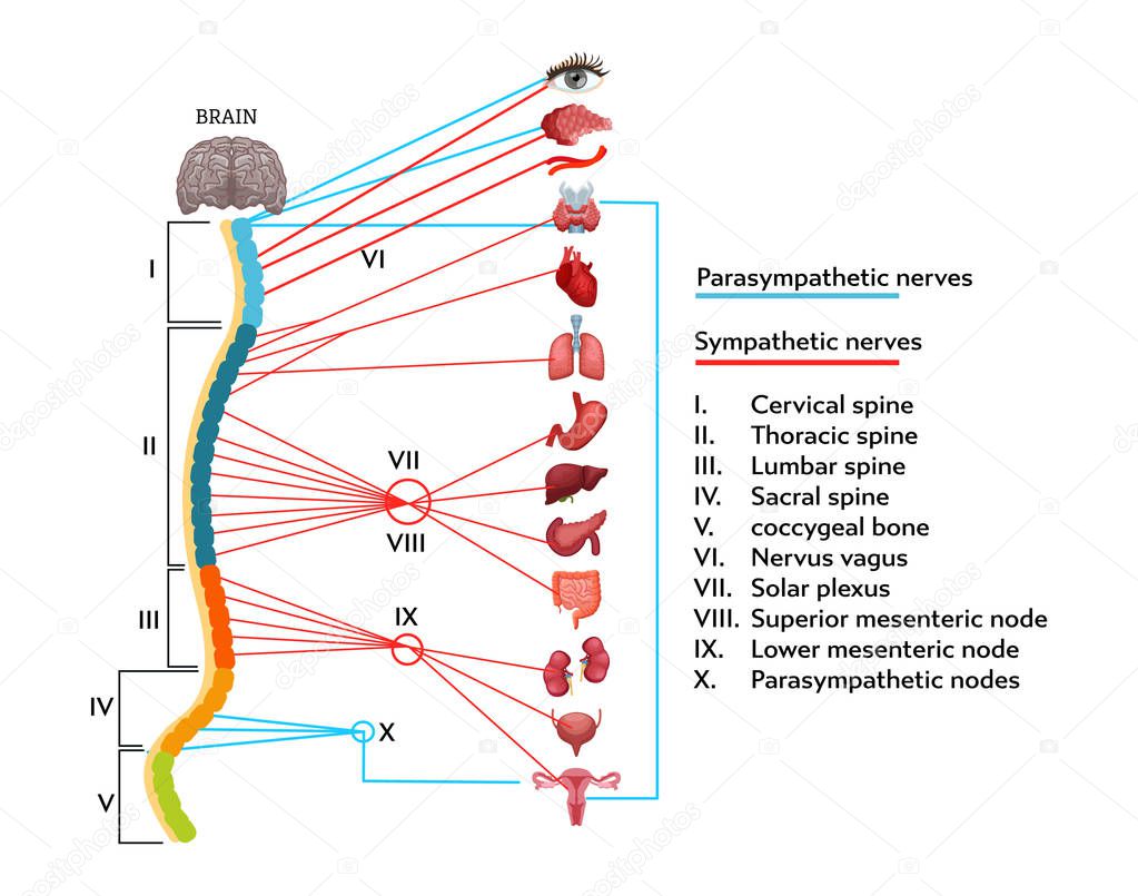 Infographics scheme of anatomical structure of human nervous system.