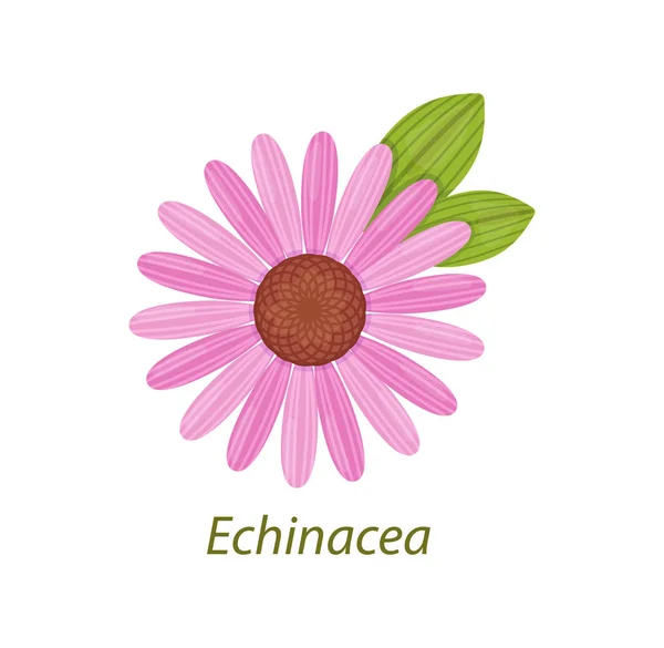 Φύλλα Echinacea υγιές φαρμακευτικό φυτό λευκό απομονώνονται. — Διανυσματικό Αρχείο