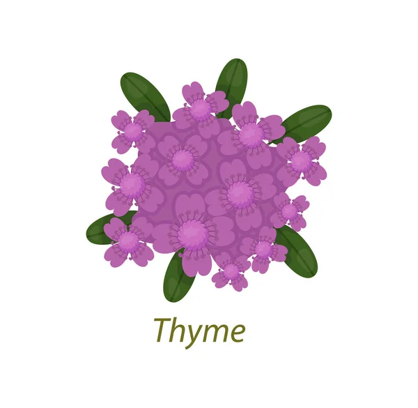 Thymianpflanze mit Blättern, Blüten weiß isoliert. — Stockvektor