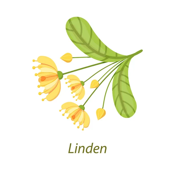 Linden Leaf, blommande blommor, knoppar av Basswood. — Stock vektor
