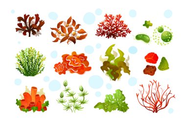 Deniz akvaryumu florası, mercan resifi sualtı yosunları, okyanus bitkileri