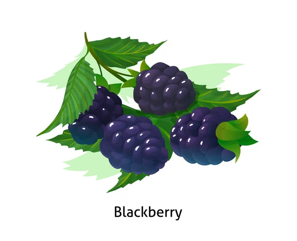 成熟的浆果束黑莓与茎和叶. — 图库矢量图片