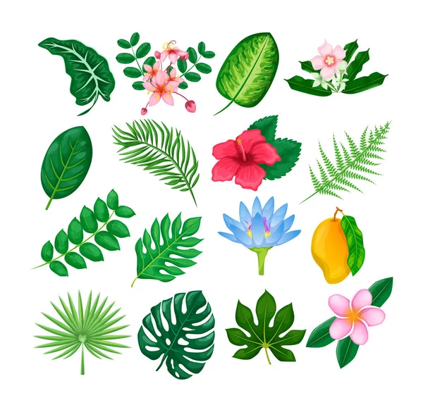 Vecteur de collection de fleurs et feuilles tropicales isolé — Image vectorielle