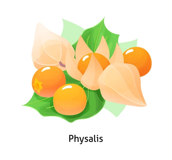 Frutas suculentas e frescas physalis realista floresta cartoon vector — Vetor de Stock