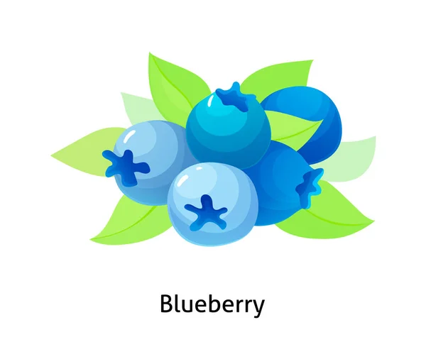 Blueberry berries with leaf on white background. — Stock Vector