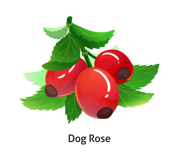 Pies Róża jagody z liści na białym tle. — Wektor stockowy