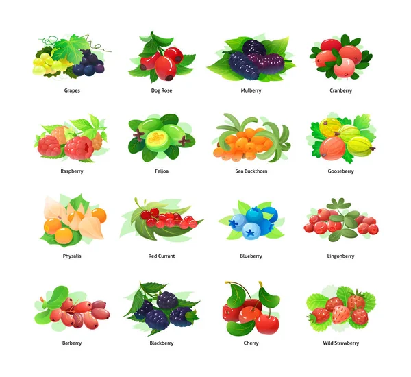 Illustrazione vettoriale di frutti di bosco e piante da frutto — Vettoriale Stock