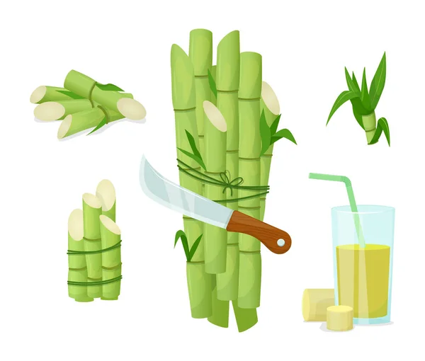 Şeker kamışı bitkisi ve meyve suyu. Doğal organik ürün gıda — Stok Vektör
