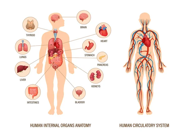 Human body anatomy infographic of structure of human organs — Stock Illustration Human body anatomy infographic of structure of human organs Stock Illustration