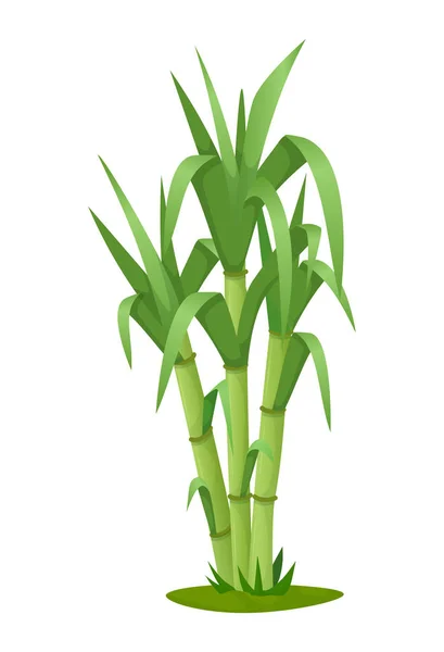 Zuckerrohrpflanze mit Stiel und Blatt isoliertem Vektor — Stockvektor
