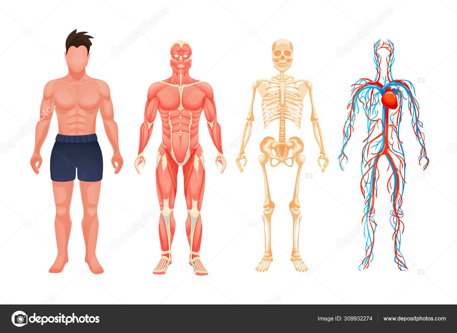 Human body anatomy man visual scheme system Stock Vector Image by ©ideyweb #309932274 Human body anatomy man visual scheme system Stock Vector Image by ©ideyweb #309932274